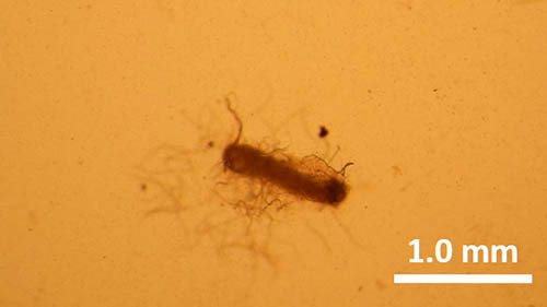 写真1：カラフトヒゲナガカミキリから線虫が遊離した様子