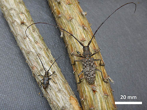 写真2：カラフトヒゲナガカミキリとマツノマダラカミキリの雄成虫