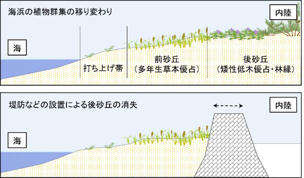 図1：海浜における植物群集の移り変わりと後砂丘消失の概念図