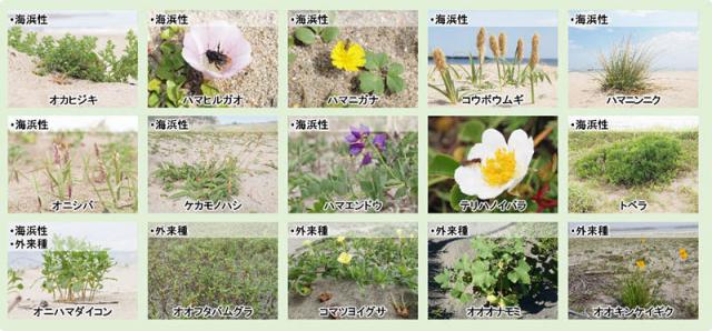 図2：記録された植物種の例