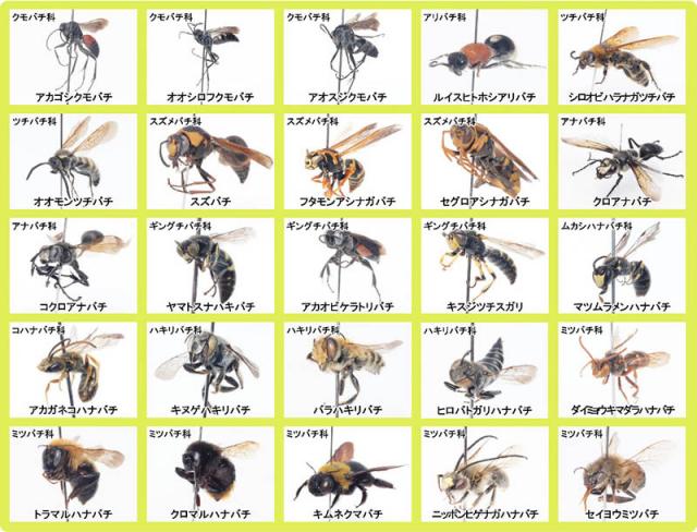 図3：採集されたハチ目昆虫標本の例