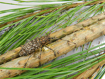 写真：マツノマダラカミキリ雌成虫