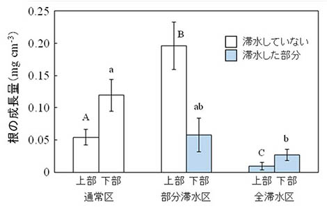 図1：滞水処理期間中に成長した根の量