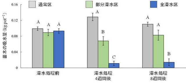 図2：クロマツ苗木の吸水量に対する滞水処理の影響