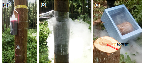 図：立木の状態をできるだけ維持した実験(1)