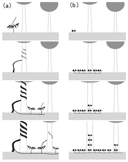 図：つる植物による2種類のクローン成長様式のイラスト
