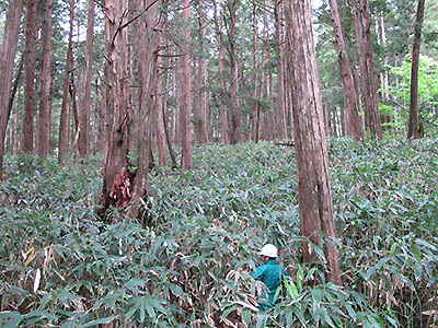 写真（左） 伐採前の閉鎖林冠下におけるササの繁茂状況