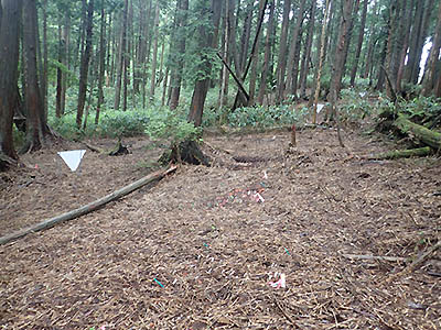 写真（右） 連年刈払い処理を行った林分