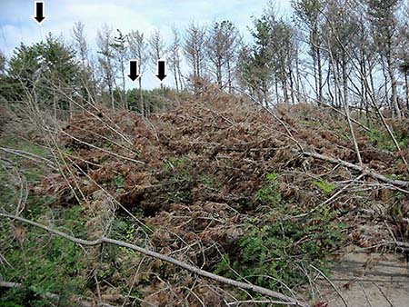 写真1：被災半年後の海岸前線部と後背地の様子