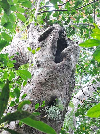 写真：ケナガネズミによる利用が確認されたイスノキの樹洞