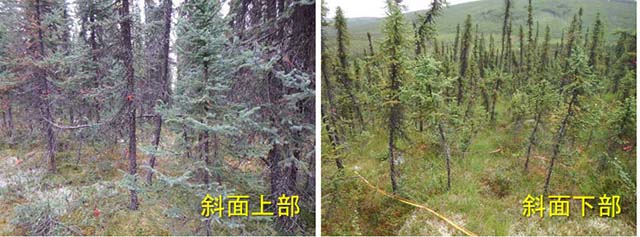 写真1：本研究で調査した永凍土上のクロトウヒ林