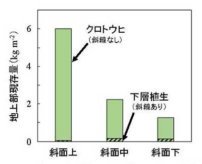 図2：クロトウヒおよび下層植生の地上部現存量