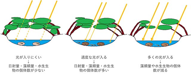 図：日射量・藻類量・水生生物の個体数の関係