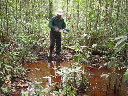 写真2 乾季での熱帯常緑林の湿地と気根