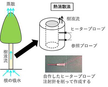図1：樹木の蒸散と樹液流の関係