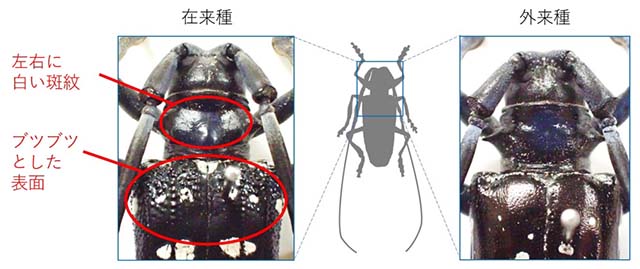 写真3：ゴマダラカミキリ2種の見分け方