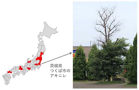写真4：外来ツヤハダゴマダラカミキリの生息が確認された県と、寄生された木