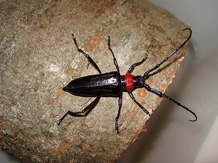 写真：クビアカツヤカミキリ成虫