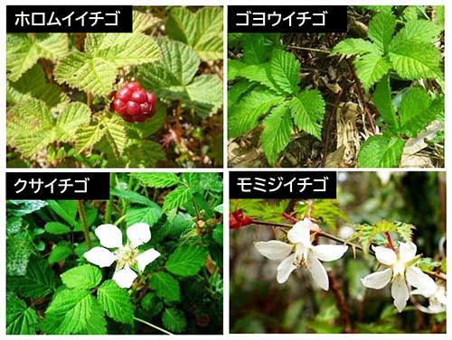写真：日本に生育する多様なキイチゴ