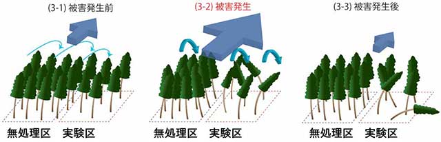 図 被害発生前後の無処理区と抜き切り実験区の樹木の揺れ方の概念図