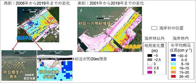 図2：海岸林の樹高成長速度と林外の地形変化量