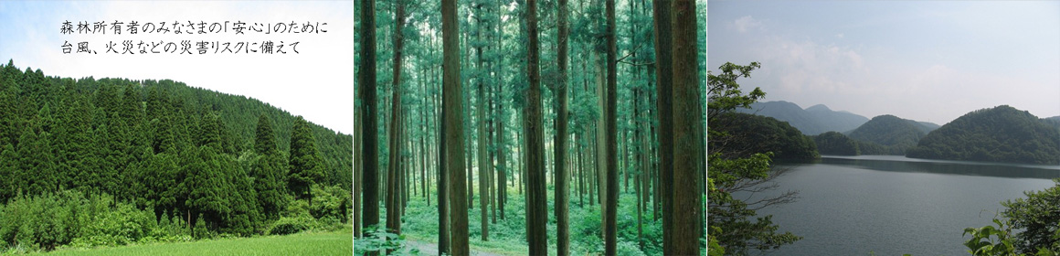 針葉樹林や湖の画像