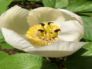 ヤマシャクヤクの白い花弁