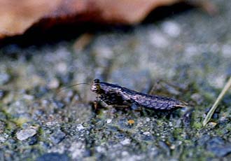 ＜写真1ヒナカマキリのメス＞