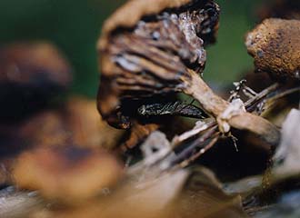 ＜写真2ショウジョウバエを狙うヒナカマキリ＞
