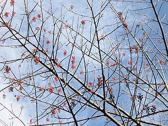 写真2落葉後の実は目立つ。(高尾)