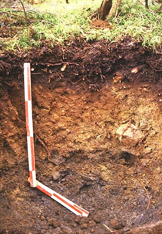 写真2土壌生成が進み30cm程度の厚さになった土壌