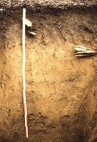 写真3成熟した土壌（適潤性褐色森林土の例）