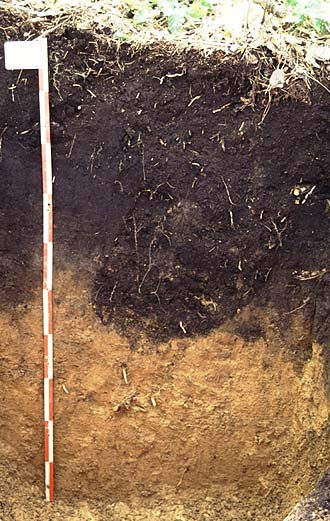 写真4火山灰を母材として生成された黒色土
