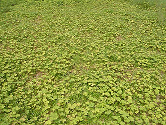 写真1 北海道ニセコの鏡沼周辺に群生するホロムイイチゴ