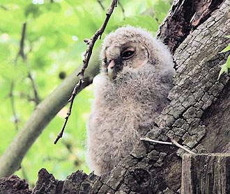 写真1：樹洞の入口にとまる巣立ち前のフクロウの雛。