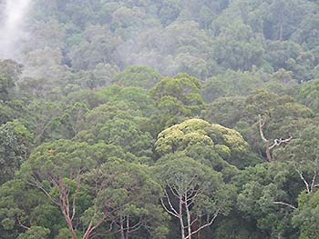 写真1：ボルネオ島のランビル国立公園の原生林に生育する竜脳樹