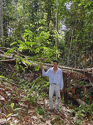 写真4：伐採により劣化した熱帯雨林に植栽した竜脳樹の苗木