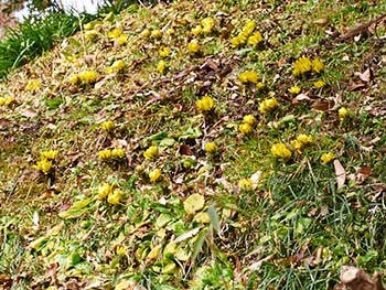 写真1：咲き始めのミチノクフクジュソウ。