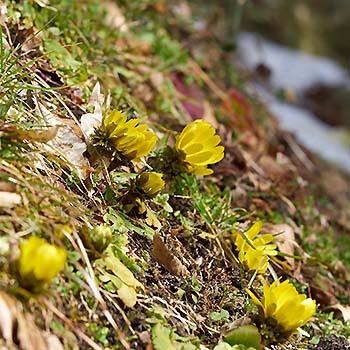 写真2：ミチノクフクジュソウの萼片は花弁より明らかに短い。