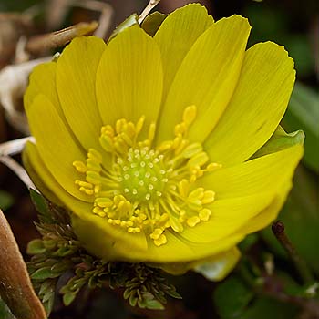 写真3：パラボラアンテナのような花弁で太陽の熱を集める。（ミチノクフクジュソウ）