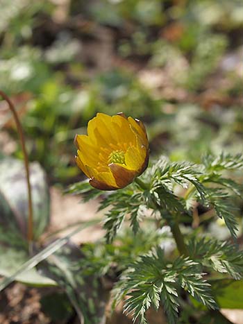 写真4：フクジュソウ。萼片の長さは花弁と同じか、花弁よりやや短い。