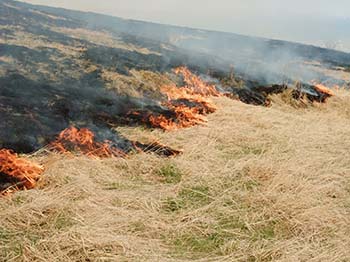 写真3：草原を維持するために行われる野焼き