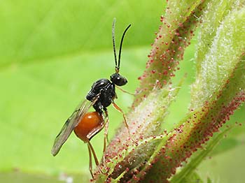 写真1：バラハタマバチのメス成虫