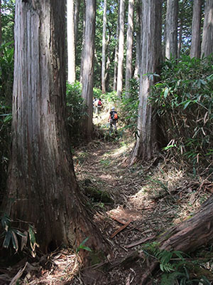 写真3：油木美林