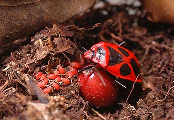 写真3：巣のなかの雌親と幼虫（左側：ピンク色）