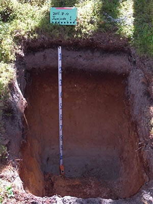 写真2：典型的なポドゾル土壌