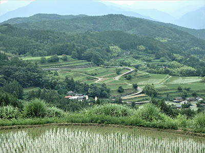 写真1 棚田の風景