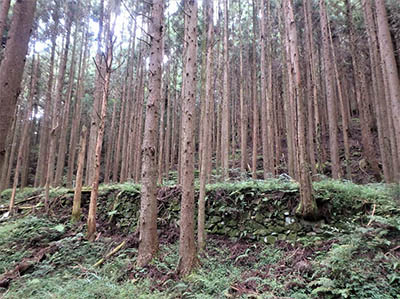 写真2 棚田に植えられたスギ