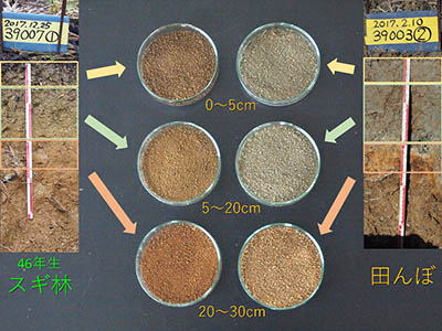 写真4 土壌の色の比較