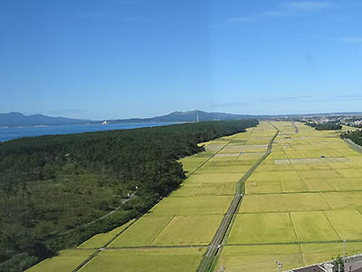 写真1：海と田畑の間に成立する海岸林